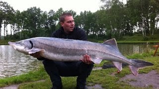 Instructiefilm voor het WILDvissen op Steur Meerval en Karper [upl. by Nivlad98]