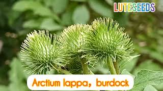 Arctium lappa edible burdock root as vegetables or teaChina seeds suppliers [upl. by Mchale]