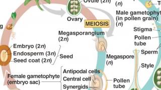 Angiosperm Life Cycle [upl. by Enomis]