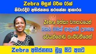 Zebrafishs Complete Breeding Tutorial With 6 Years of Experience [upl. by Einberger653]