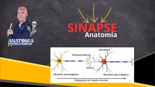 Sinapse  anatomia [upl. by Michiko51]