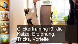 Clickertraining für die Katze Erziehung Tricks Vorteile [upl. by Lessirg636]