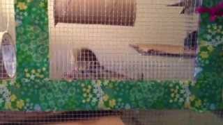 Gerbils new home made topper for 40 gallon [upl. by Otxilac]