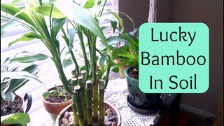 Lucky Bamboo repotting into soil Care Tips [upl. by Danell330]