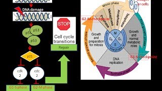 p53 and Cell cycle arrest Cancer Biology  Oncology biologyexams4u [upl. by Clellan]