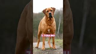 Top 10 Dangerous Dog Breeds in the World shorts top viral trending video [upl. by Keiko]