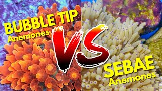 Bubble Tip Anemones VS Sebae Anemones Keys To Success [upl. by Jovitta488]