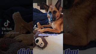 did you know German Shepherd Shorthaired Pointer 🤔🤣🐶new shorts ytshorts viral viralshorts [upl. by Cohberg]