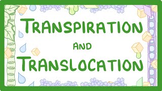 GCSE Biology  Transport in plants  Translocation Phloem and Transpiration Xylem 51 [upl. by Ivzt]