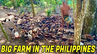 Beautiful View Feeding Time Big Farm In The Philippines  Lipa City [upl. by Bobine]