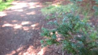 Cryptomeria japonica Ellegans Compacta kryptomerie japonská [upl. by Etteval]