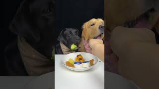 Today We Ate Blue Steamed Buns And Other Delicious Food Golden and Labrador Cute Pet Debut Plan [upl. by Enhpad]