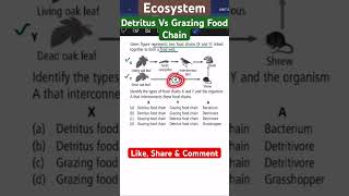 Ecosystem I Detritus vs Grazing Food Chain [upl. by Rohn]