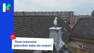 Meeuwen kakken met opzet op je hoofd maar waarom [upl. by Nodnarbal]