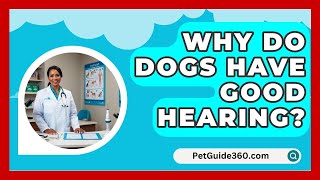 Why Do Dogs Have Good Hearing  PetGuide360com [upl. by Ailemor218]