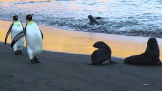 Wildlife on South Georgia Island [upl. by Atis]