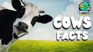 Cow Facts Beyond Your Milk Carton [upl. by Eikram]