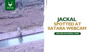 Jackal Spotted at Satara Webcam  Kruger National Park SANParks [upl. by Other]