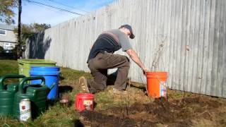 Planting Black Chokeberry [upl. by Fairlie]