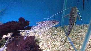 Pictus catfish  Pimelodus pictus [upl. by Tupler]