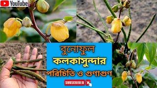 বুনোফুল কলকাসুন্দা গাছের পরিচিতি ও গুণাগুণ।।Coffee sennaCassia Occidentalis benefits [upl. by Ellener]