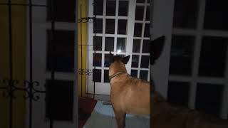 Belgian Malinois Bark and Growl Sound [upl. by Mosby]