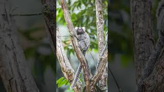 Common Marmoset Callithrix jacchus in Tamarin amp Marmoset Family  Observed in Description [upl. by Bartle]