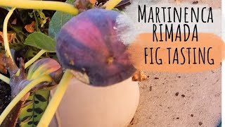 First Fig Taste Martinenca Rimada [upl. by Eirrehc]