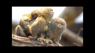 4 week old pygmee marmoset twin Apenheul [upl. by Mame]