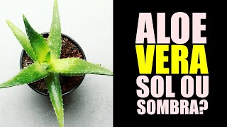 ALOE VERA GOSTA DE SOL OU SOMBRA [upl. by Harrell]