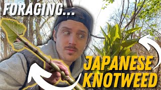 Foraging Japanese Knotweed Identifying  Processing [upl. by Vikki]