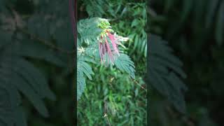 Kembang daun kaliandra merah shortvideo [upl. by Dnomsed441]