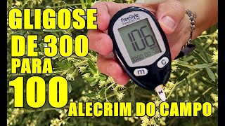 ALECRIM DO CAMPO BAIXA RAPIDO A GLICOSE DE 300 PARA 100 EM 1 HORA ERVA MILAGROSA EFICAZ COMPROVADA [upl. by Nellir202]