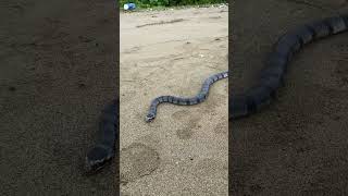 Venomous Yellowlipped sea krait is on its way back into the ocean [upl. by Donahoe292]