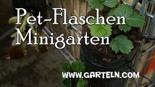 DIY Minigarten in der Pet Flasche [upl. by Milman991]