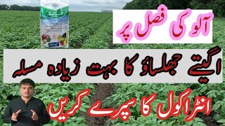 How to Use Antracol fungicide  Propineb 70wp  Antracol fungicide  Apna kissan Agricultural [upl. by Araec]