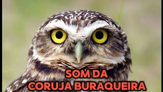 Coruja Buraqueira Canto Cantando [upl. by Euqenimod]