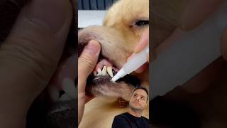 Dog tartar remover [upl. by Aney151]