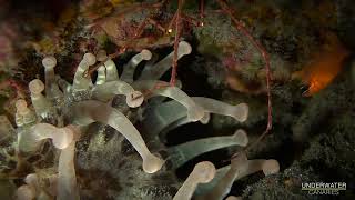 Whiteredbrowngreenish Telmatactis Cricoides  Underwater Canaries [upl. by Nyrem]