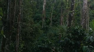 5 Acres highly maintained Coffee Estate for sale in Coorg [upl. by Anerak982]