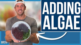 The AlgaeBarn Shipment Has Arrived Macro Algae Reef Tank Build Ep 4 [upl. by Osher]