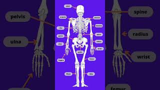 Los huesos del cuerpo humano en inglés vocabulary humanbody english partsofthebody [upl. by Maddy958]