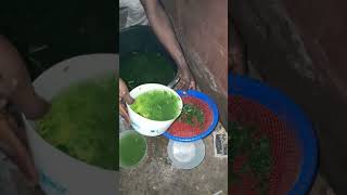 3weeks Introduction of papaya leaf to broilers [upl. by Eeramit]