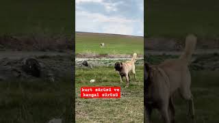 Kangal Ekibi Kurtlar Vadisine Girdi [upl. by Modern216]