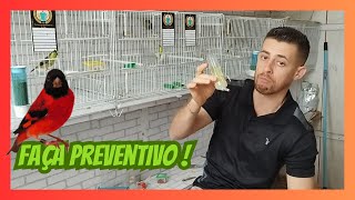 Como fazer Preventivo para Pintassilgos [upl. by Merceer570]