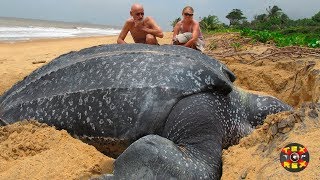 TORTUGA GIGANTE REAL HA SIDO CAPTADA EN CÁMARA [upl. by Hedelman601]