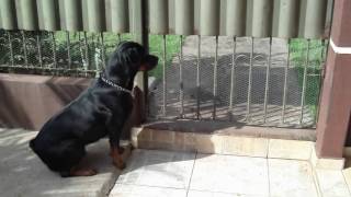 Rottweiler fazendo guarda [upl. by Naiviv]