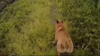 The Funny Battle Between Drone and Dog  DJI Vs Dog  Try Not to Laugh  🐕 [upl. by Alrep693]