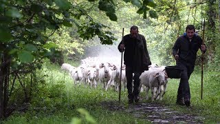 2017  Siguer de la tonte à la montée aux estives [upl. by Elianore]