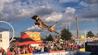 МалинуаБельгийская ОвчаркаМастер ПрыжковBelgian Malinois Amazing Athlete [upl. by Mathe455]